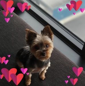 Meet your Posher, Laurent